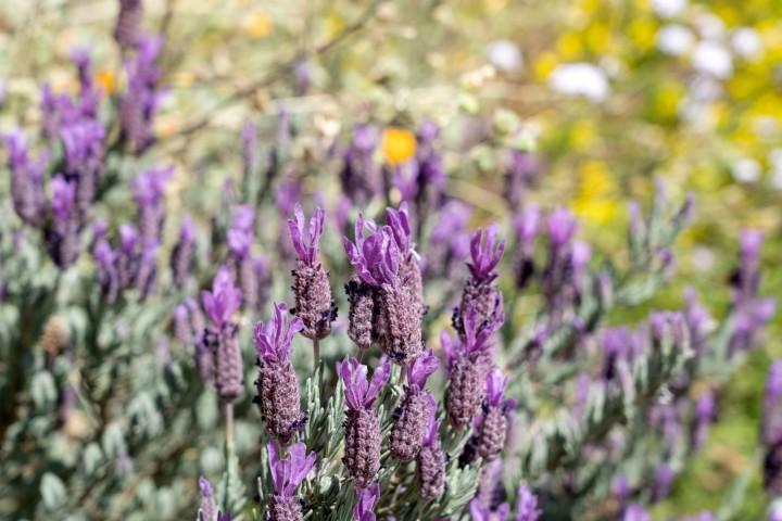 Garden of flowers in bloom